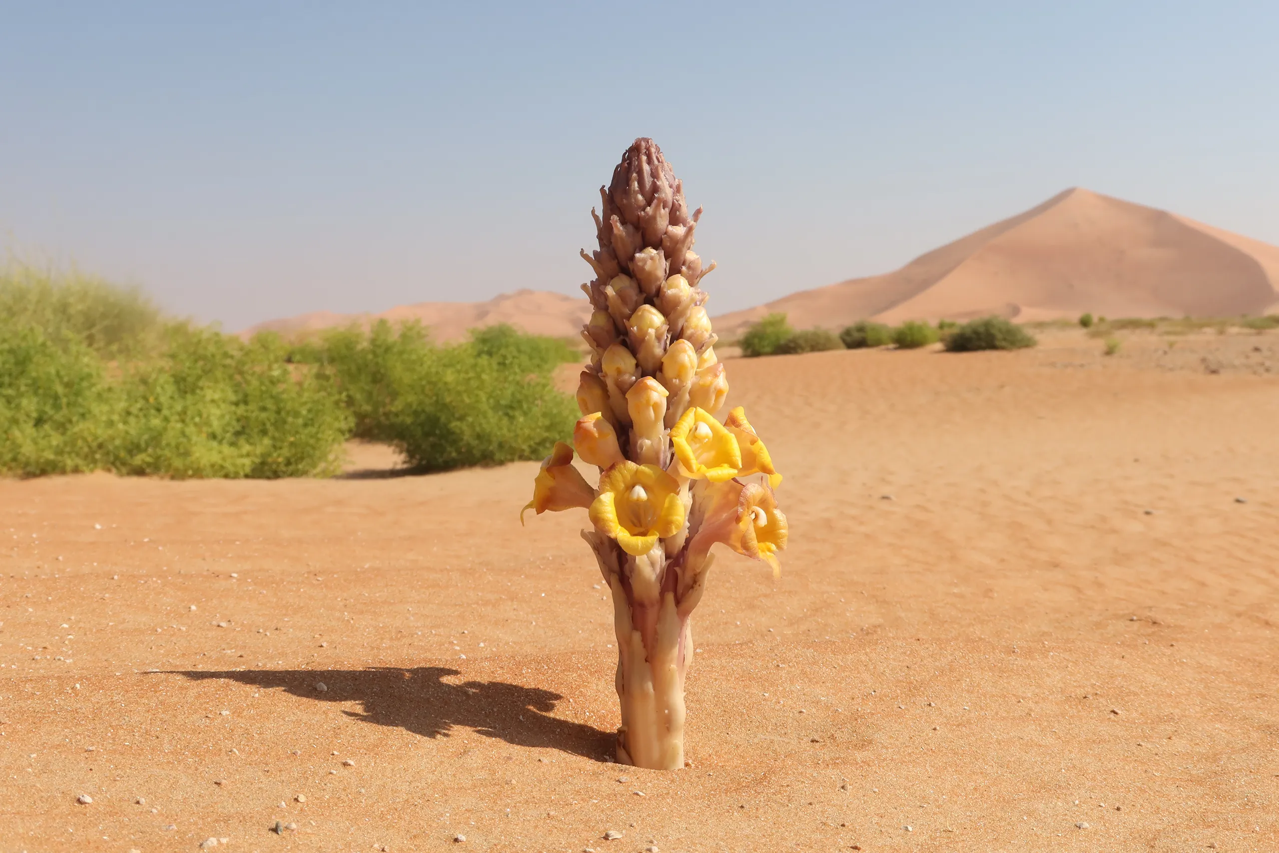[Oman] – De la verdure dans le désert du Rub al Khali